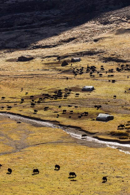 Les yacks noirs broutent haut dans les montagnes.