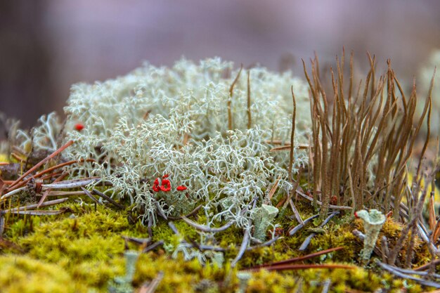 Yagel ou mousse de cerf et Cladonia cristatella ou lichen de soldat britannique se bouchent. Nature de Carélie, Russie