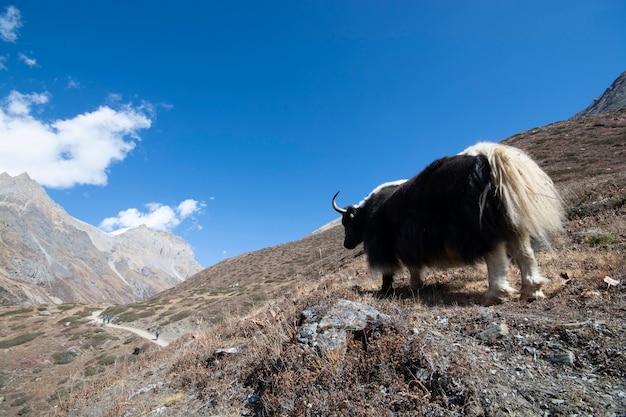 Yak à une attitude haute sur la montagne