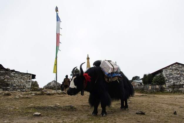 Yak au Népal