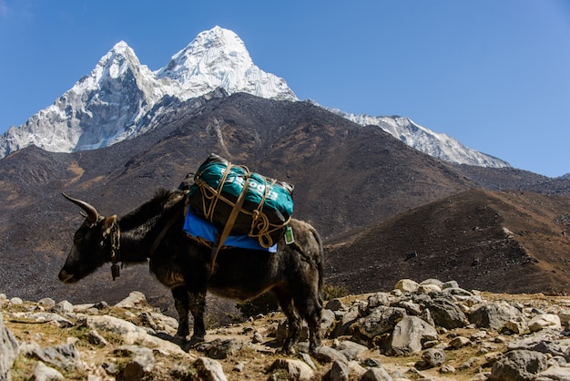 Yak au Népal