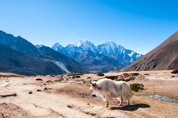 Yak blanc dans les montagnes de l'Himalaya Népal Vallée du Khumbu Région de l'Everest Népal Paysage d'automne par temps ensoleillé