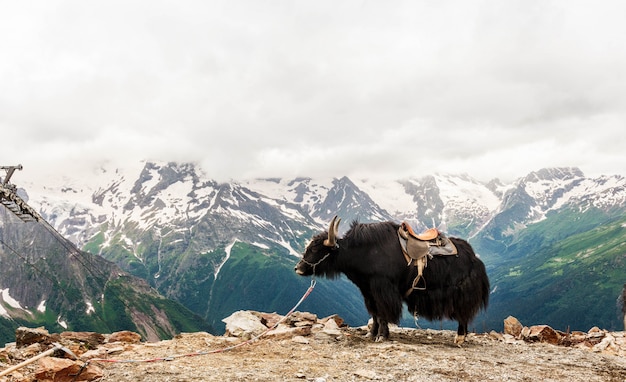 Photo yak dans les montagnes, montagne dombay en été, beau paysage de montagne