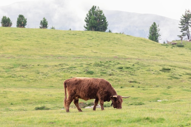 Yak femelle adulte brun dans un pâturage dans les Alpes italiennes