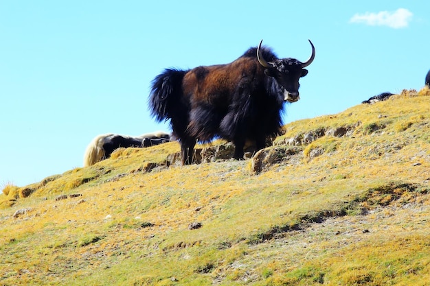 yaks au Tibet dans les montagnes sur le pâturage