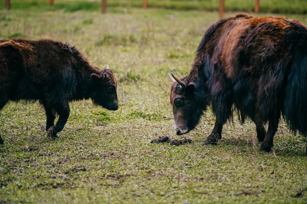 Yaks mongols pâturage champ ar.