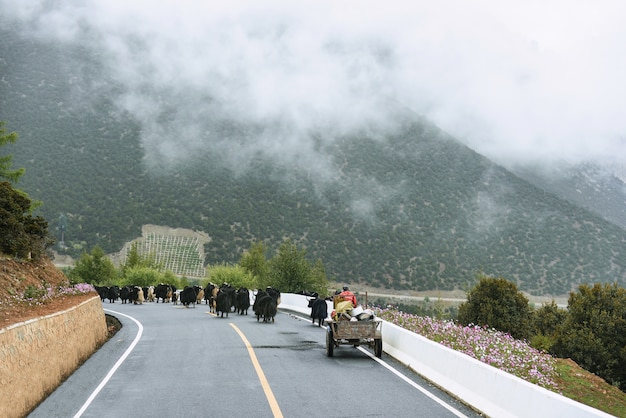 Yaks se reposant sur la route à Yading