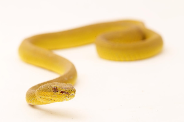 Photo yellow sunda island pitviper serpent trimeresurus insularis wetar isolé sur fond blanc