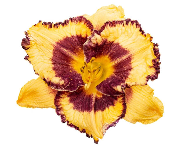 Yellowburgundy fleur d'hémérocalle latHemerocallis isolé sur fond blanc