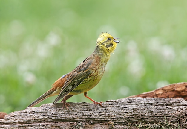 Yellowhammer (Emberiza citrinella) gros plan sur différentes branches et journaux de près.