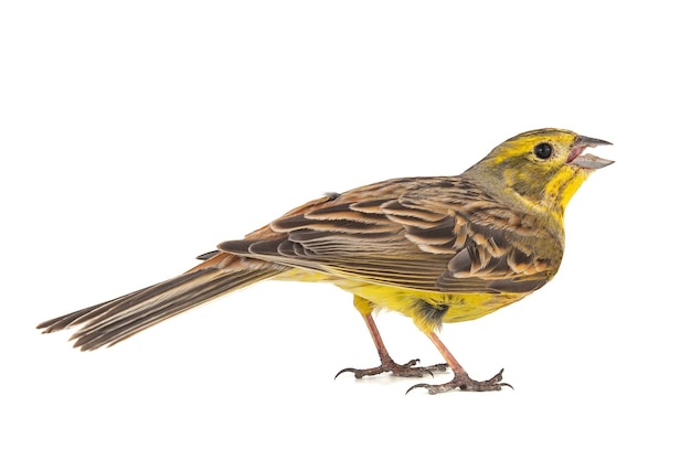 Yellowhammer Emberiza citrinella isolé sur blanc