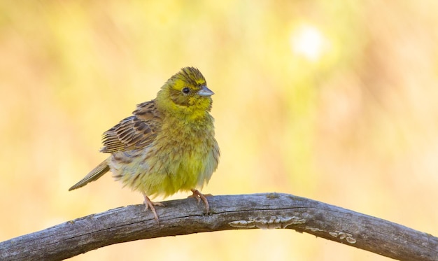 Yellowhammer Emberiza citrinella oiseau jaune assis sur une vieille branche sèche attisant ses plumes