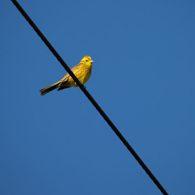 Yellowhammer (Emberiza citrinella) profitant du soleil du matin