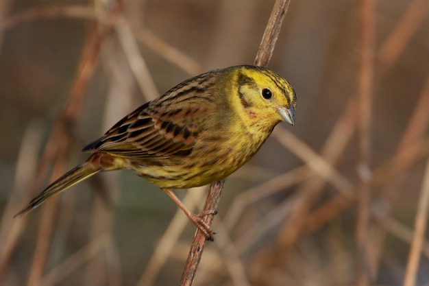 Yellowhammer Emberiza citrinelle