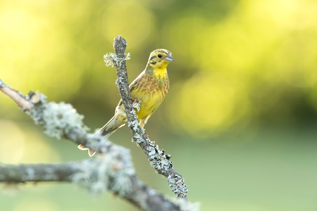 Yellowhammer mâle adulte avec les dernières lumières du soir sur son perchoir préféré