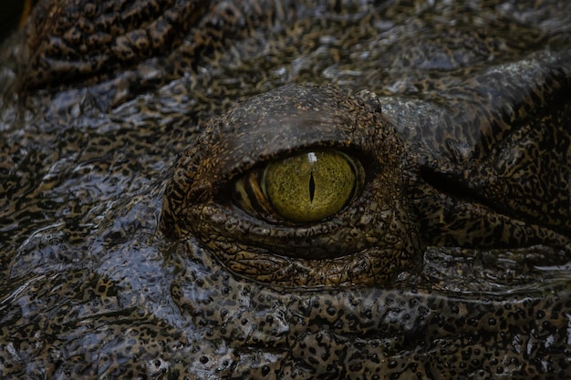 Yeux d'alligator photographiés de près
