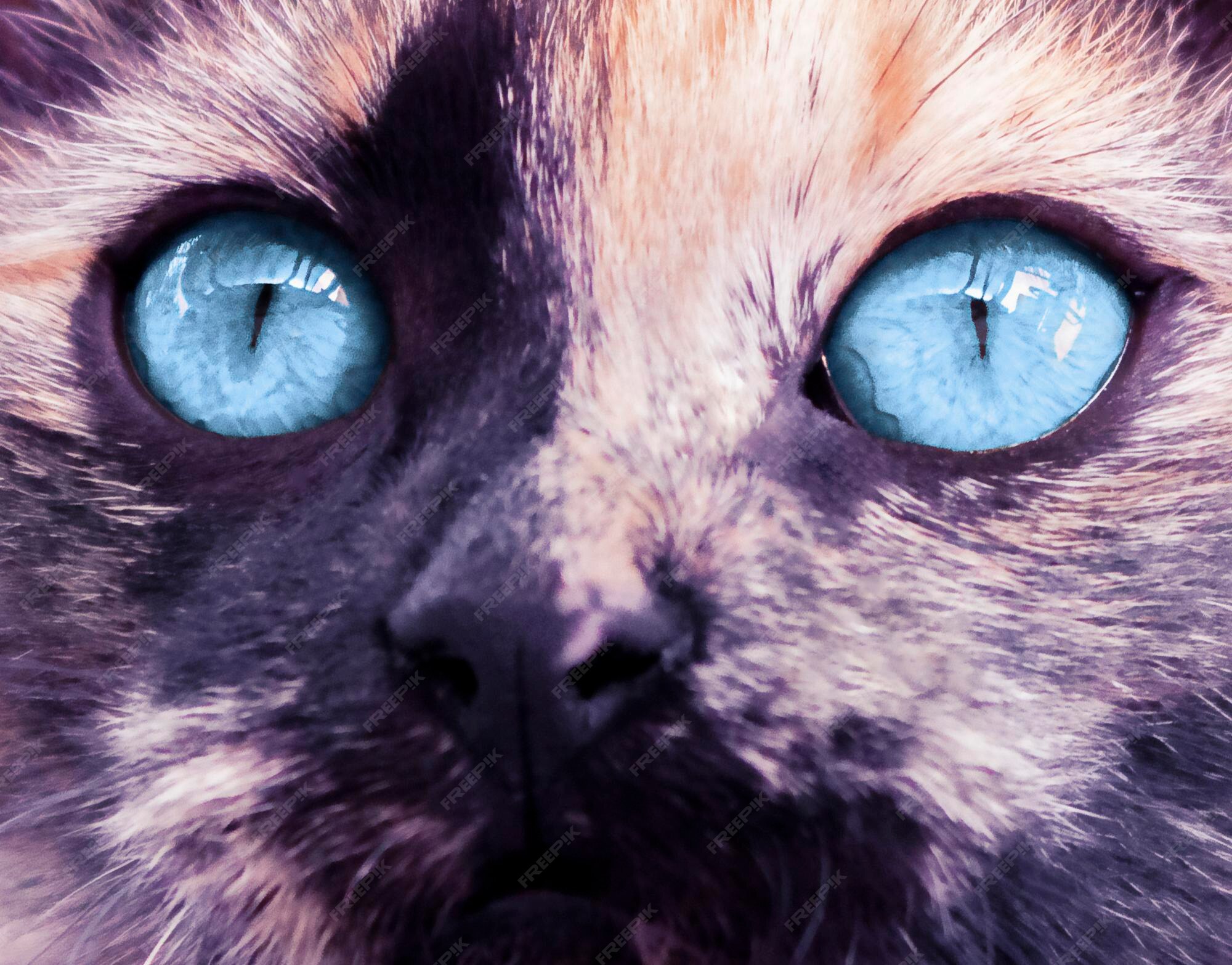 Yeux Bleus D Un Chat Bicolore Dans Une Macro Photo Premium