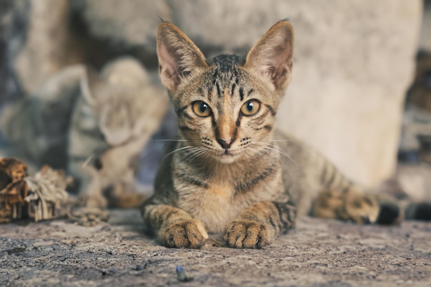 Des yeux captivants Un superbe portrait de chat