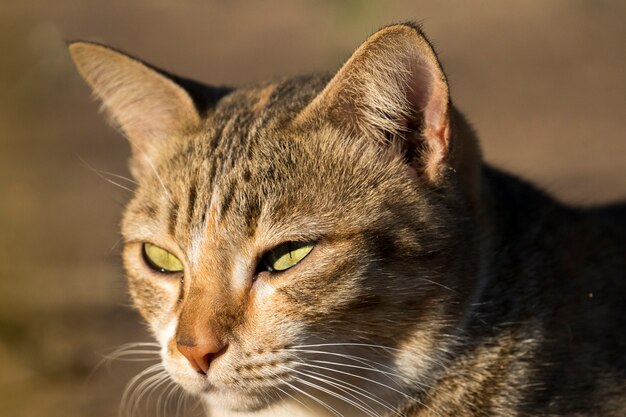 yeux de chat drôles