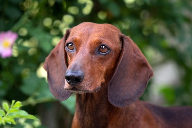 Yeux intelligents de chien teckel rouge