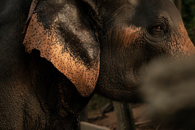 Les yeux et la tête d'un éléphant