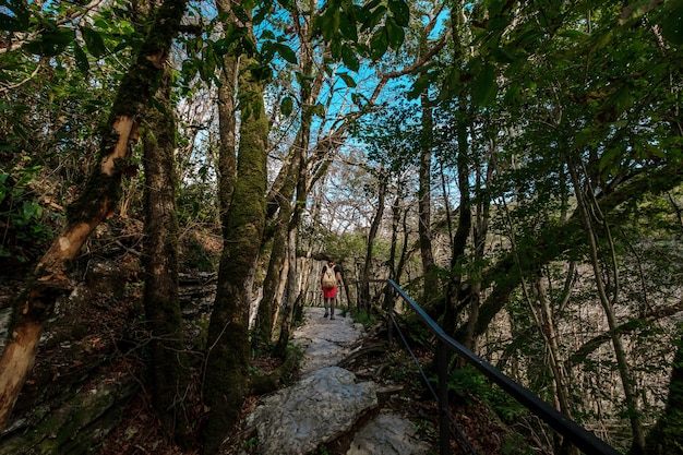 Yew-buis grove à Sotchi, Khosta, Russie. Arbre d'if et buis Bosquet avec chemin forestier parmi les rochers et la mousse en été.