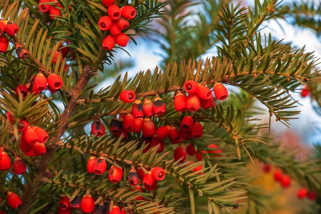 Photo yew avec des fruits rouges taxus baccata branche avec des baies matures baies rouges qui poussent sur les arbres à feuilles persistantes