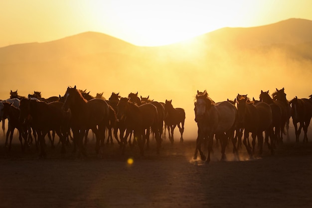 Yilki Horses Running in Field Kayseri Turquie