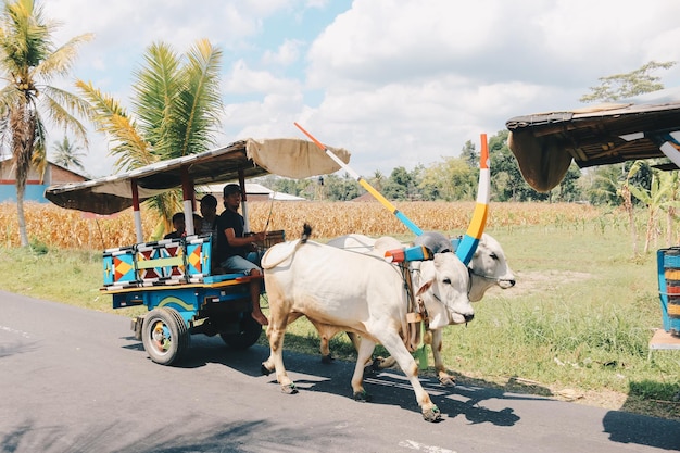 Yogyakarta Indonésie Novembre 2019 Chariot de vache ou Gerobak Sapi avec deux boeufs blancs tirant un chariot en bois avec du foin sur la route en Indonésie participant au Festival Gerobak Sapi