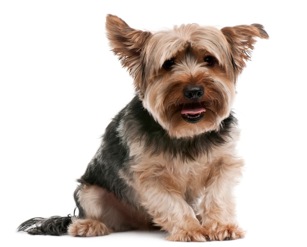 Yorkshire Terrier, 2 ans, assis devant un mur blanc