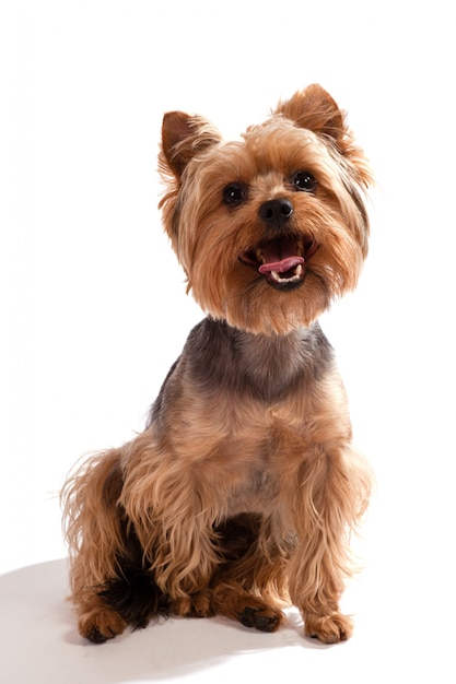 Yorkshire Terrier, assis et regardant la caméra contre le blanc