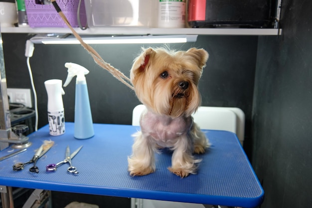 Un Yorkshire terrier attaché à une table de toilettage à côté d'outils de toilettage pour chiens