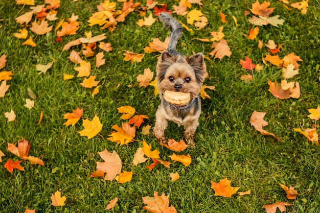 Yorkshire terrier aux cheveux courts apportant jouet