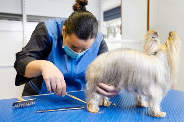 Yorkshire Terrier chien toiletté en studio de soins pour animaux de compagnie