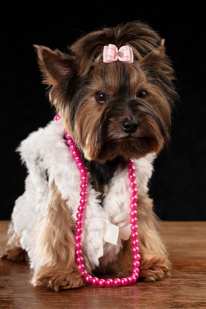 Yorkshire terrier dans de beaux vêtements