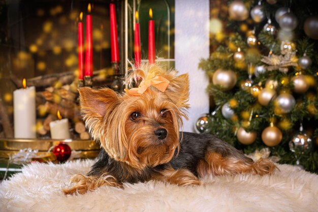 yorkshire terrier dans un décor de noël