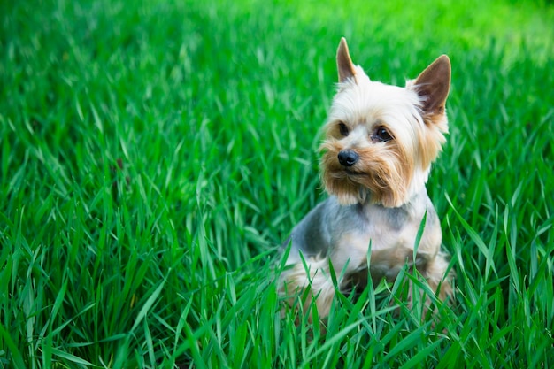 Yorkshire Terrier dans l'herbe