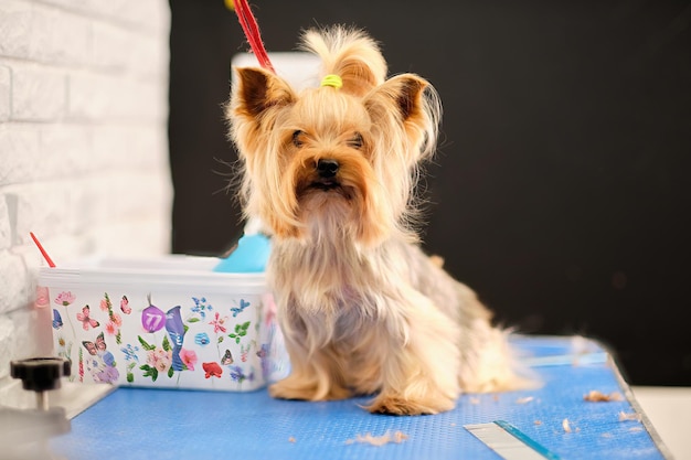 Yorkshire Terrier dans le salon de soins pour chiens sur la table de toilettage