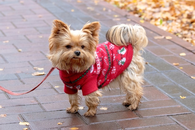 Photo yorkshire terrier dans des vêtements chauds en automne parc en marchant.