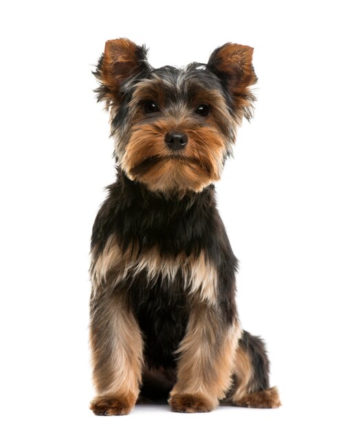 Yorkshire Terrier devant un mur blanc