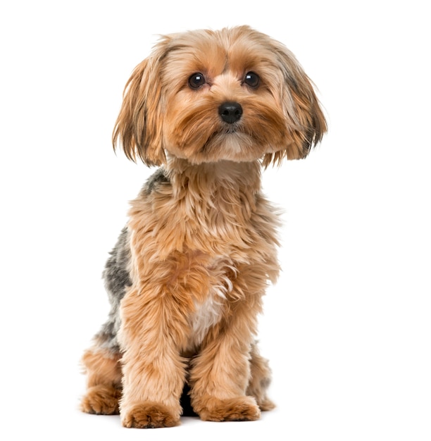 Yorkshire terrier devant un mur blanc