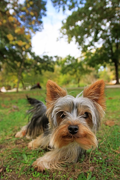 Photo le yorkshire terrier, également connu sous le nom de yorkie, est une race britannique de chien de jouet de type terrier.