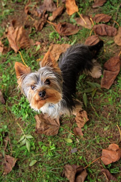 Photo le yorkshire terrier, également connu sous le nom de yorkie, est une race britannique de chien de jouet de type terrier.