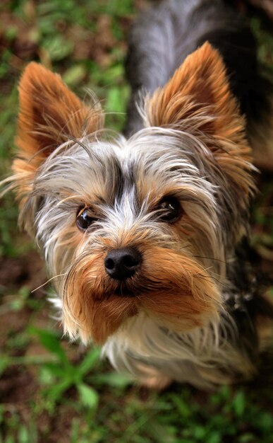 Photo le yorkshire terrier, également connu sous le nom de yorkie, est une race britannique de chien de jouet de type terrier.