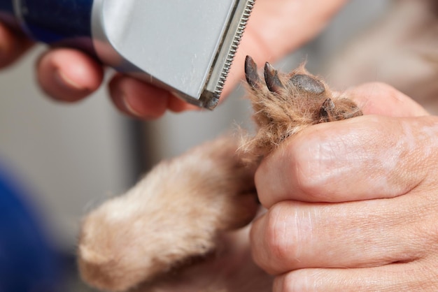 Le Yorkshire Terrier est allongé sur la table de toilettage du salon du zoo avec une belle coupe de cheveux pour tous les jours