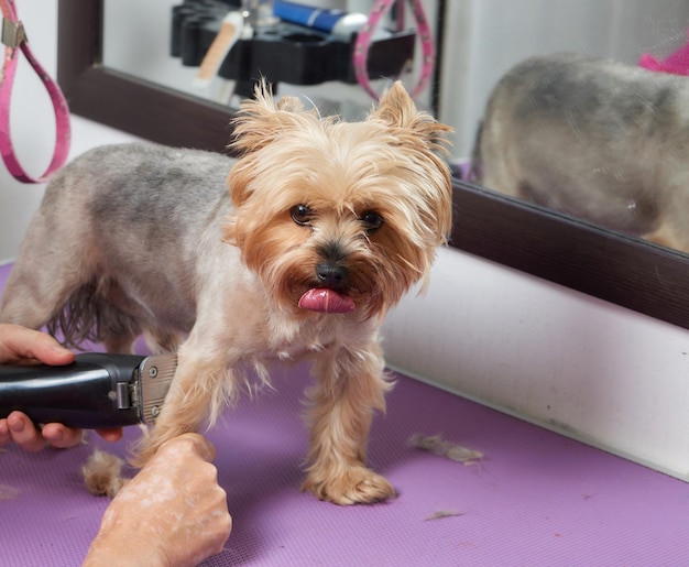 Le Yorkshire Terrier est allongé sur la table de toilettage du salon du zoo avec une belle coupe de cheveux pour tous les jours