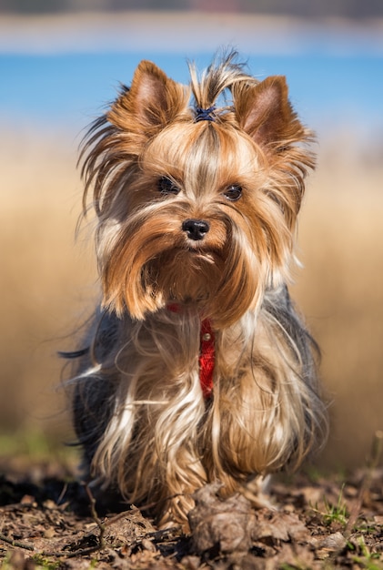 Yorkshire Terrier fonctionnant sur un sol boueux