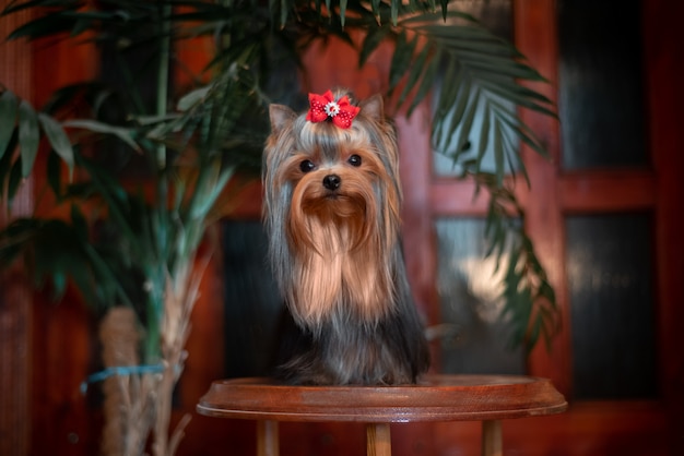 Yorkshire Terrier à l'intérieur. Beau toilettage.