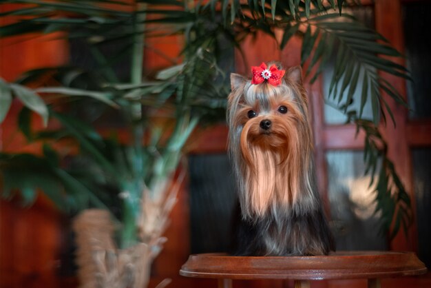 Yorkshire Terrier à l'intérieur. Beau toilettage.