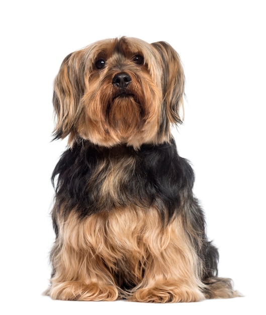 Yorkshire Terrier isolé sur blanc